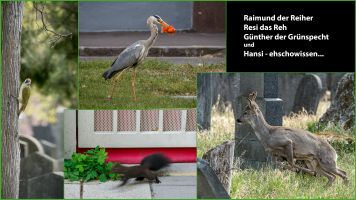 Angenommen Gerhard Krömer   Natur In Der Stadt